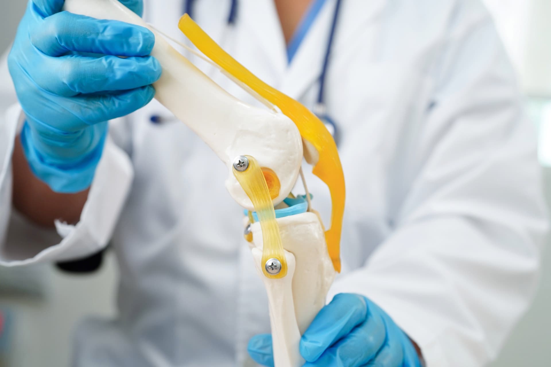 Anatomical knee joint model showing ligaments, meniscus and cartilage surfaces